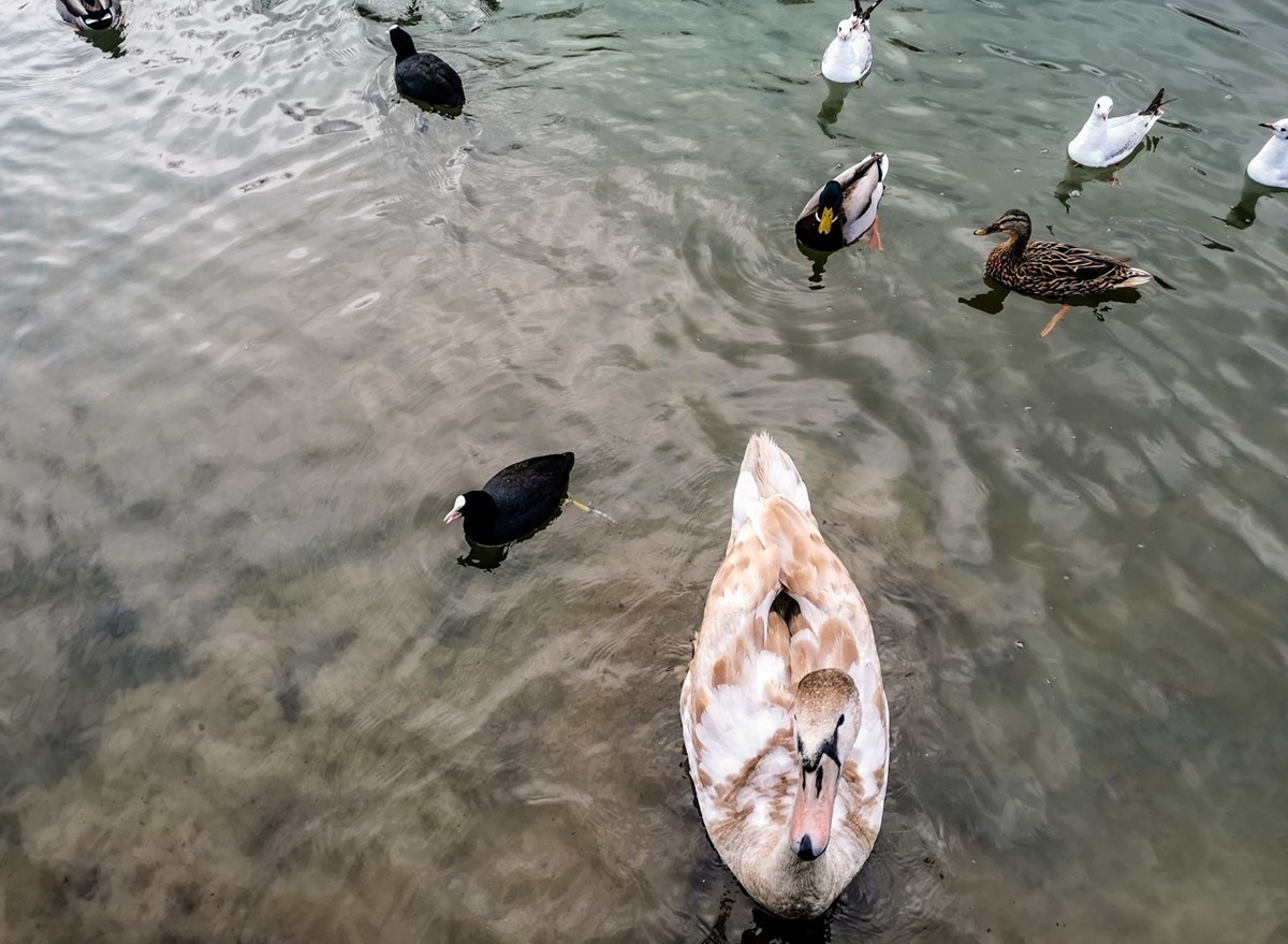 2024作品回顾贴/动植物篇