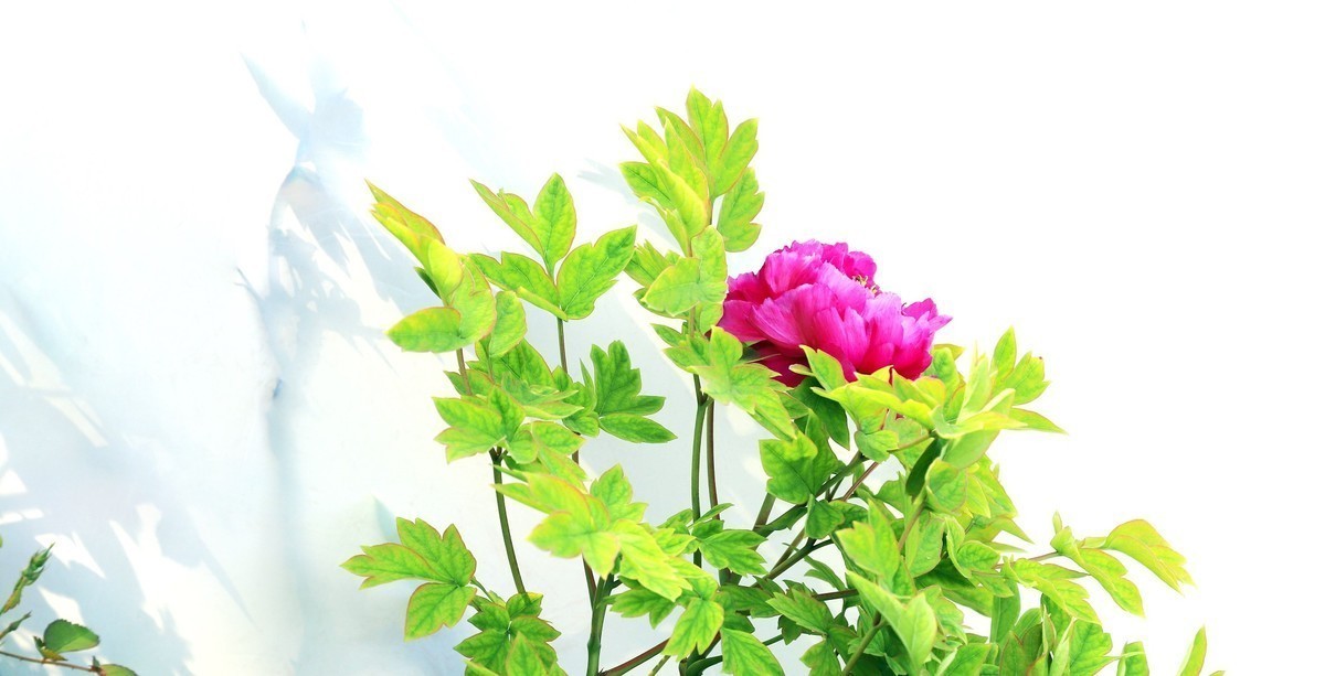 2024作品回顾贴/动植物篇