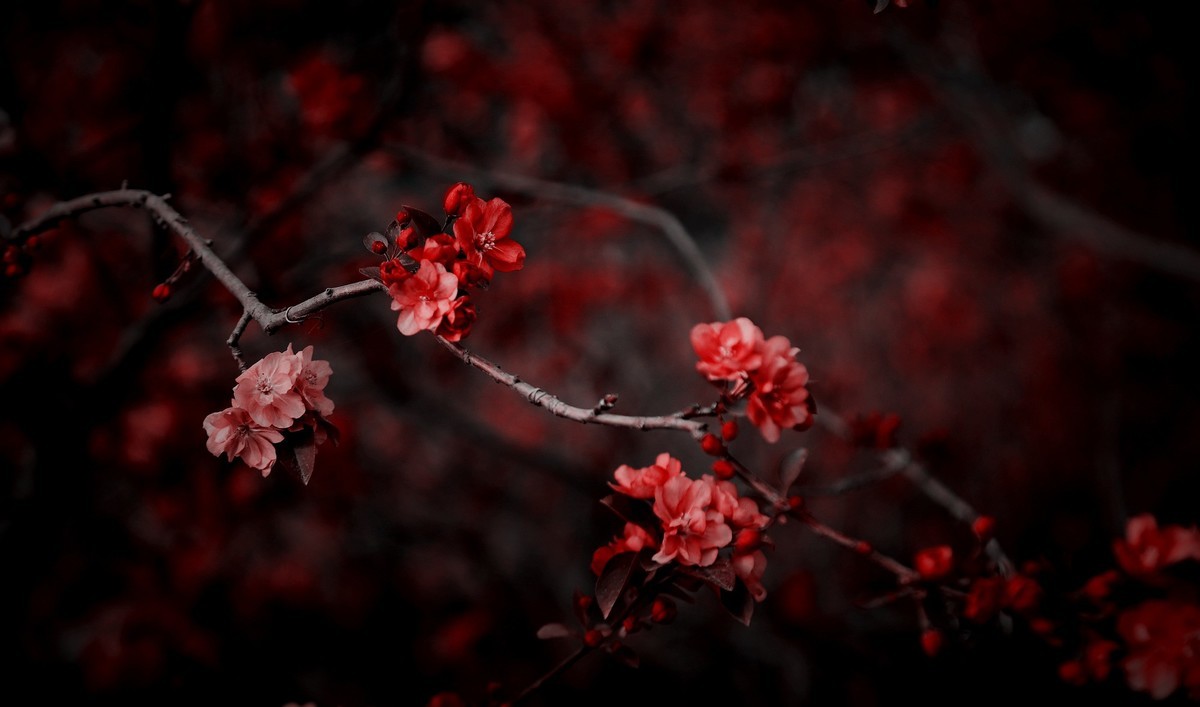 2024作品回顾贴/动植物篇