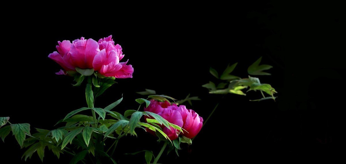 2024作品回顾贴/动植物篇