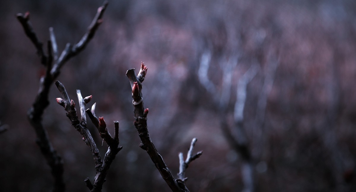 2024作品回顾贴/动植物篇