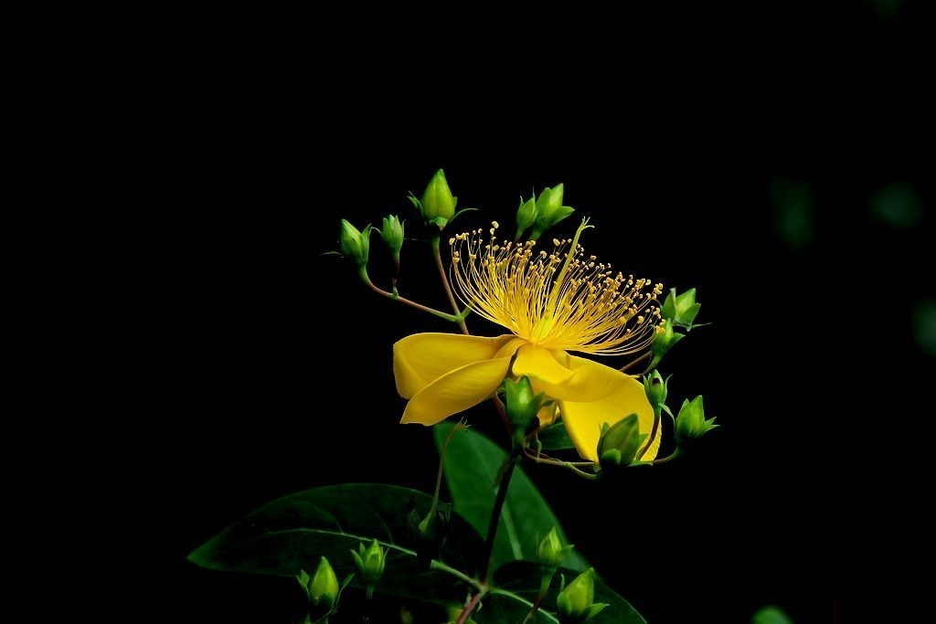 2024作品回顾贴/动植物篇