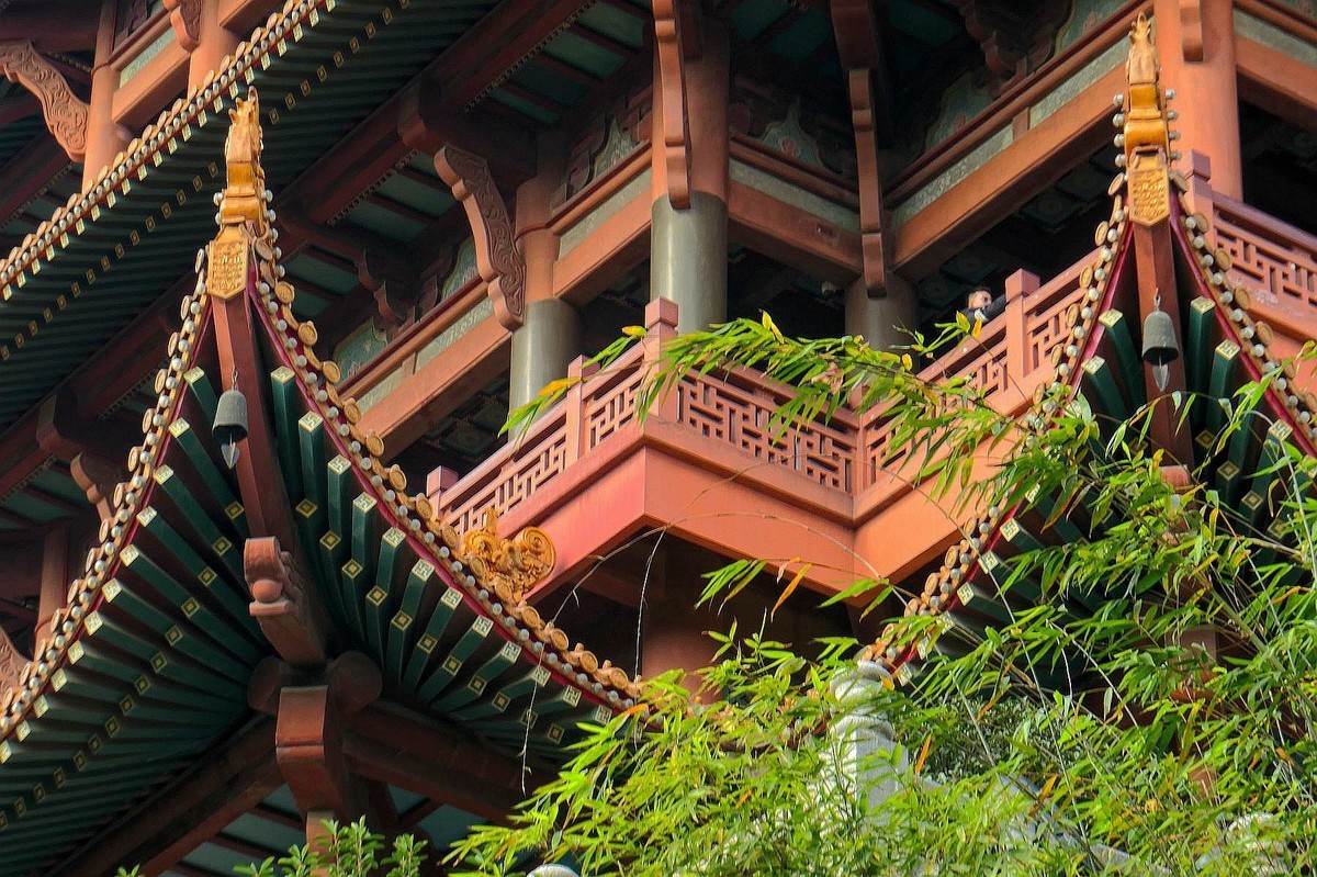 黄鹤楼的银杏树