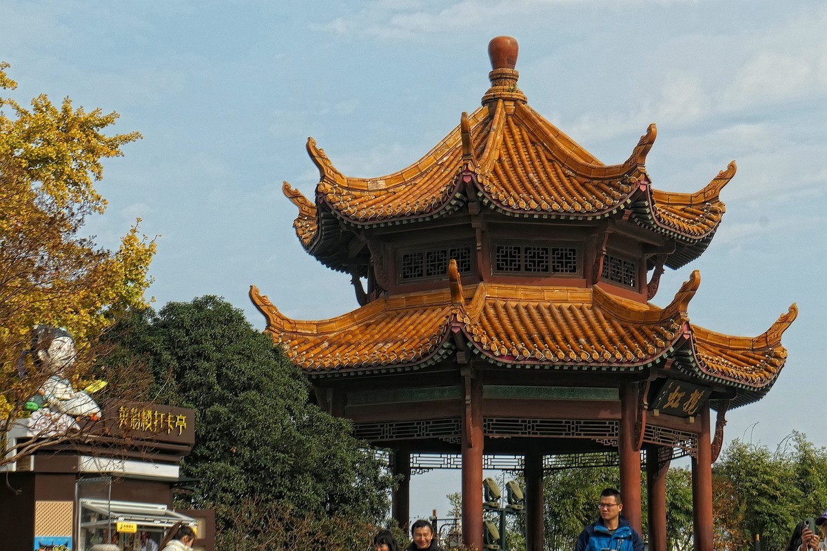 黄鹤楼的银杏树