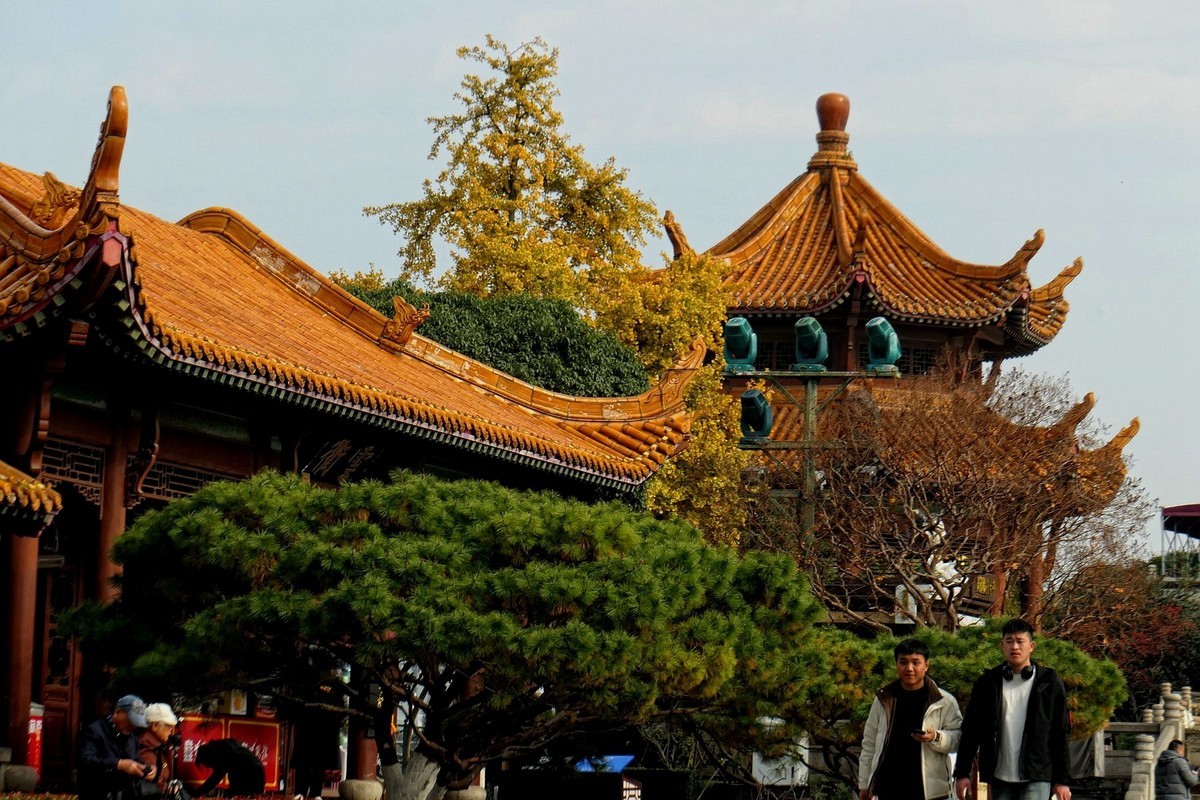 黄鹤楼的银杏树