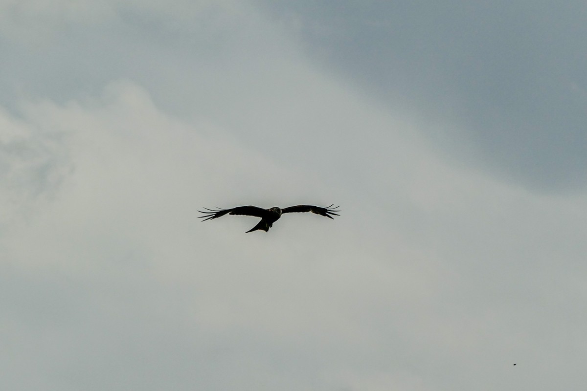 “山雨欲来”，“鹰击长空”