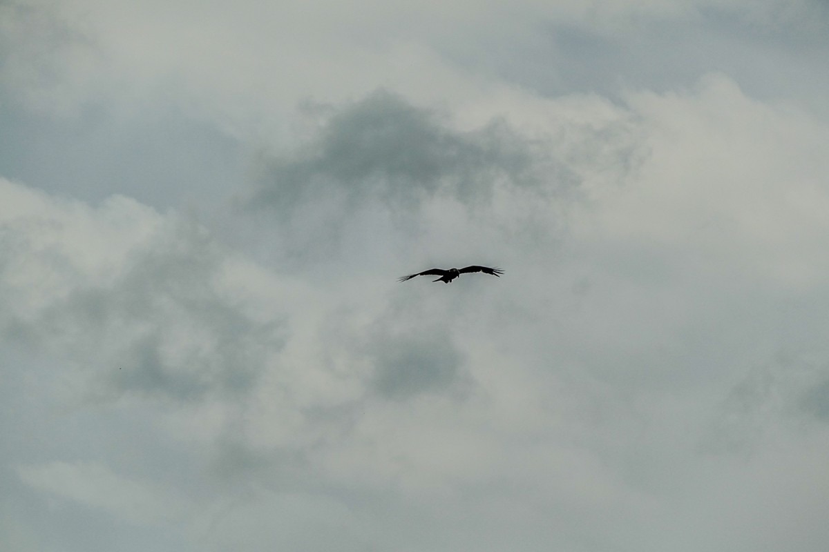 “山雨欲来”，“鹰击长空”