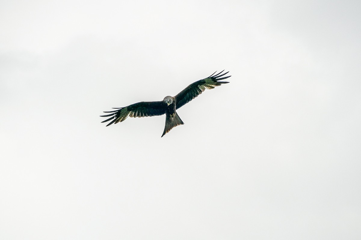 “山雨欲来”，“鹰击长空”