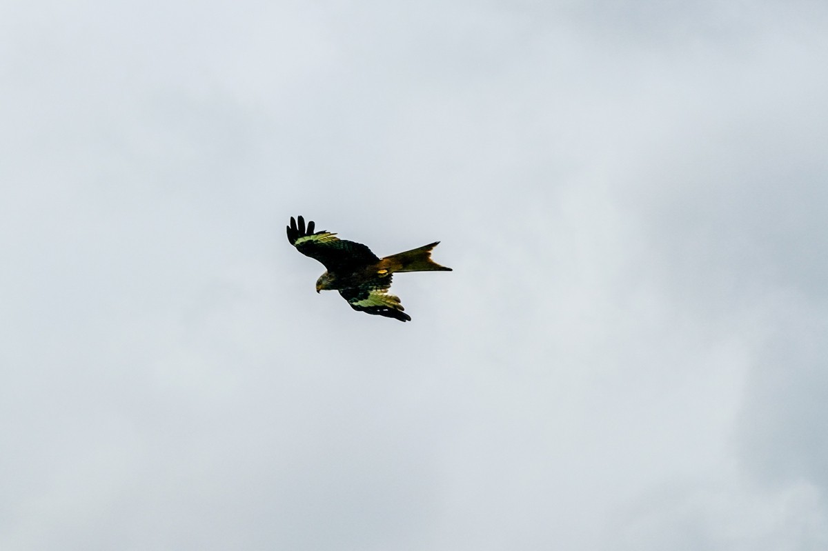 “山雨欲来”，“鹰击长空”