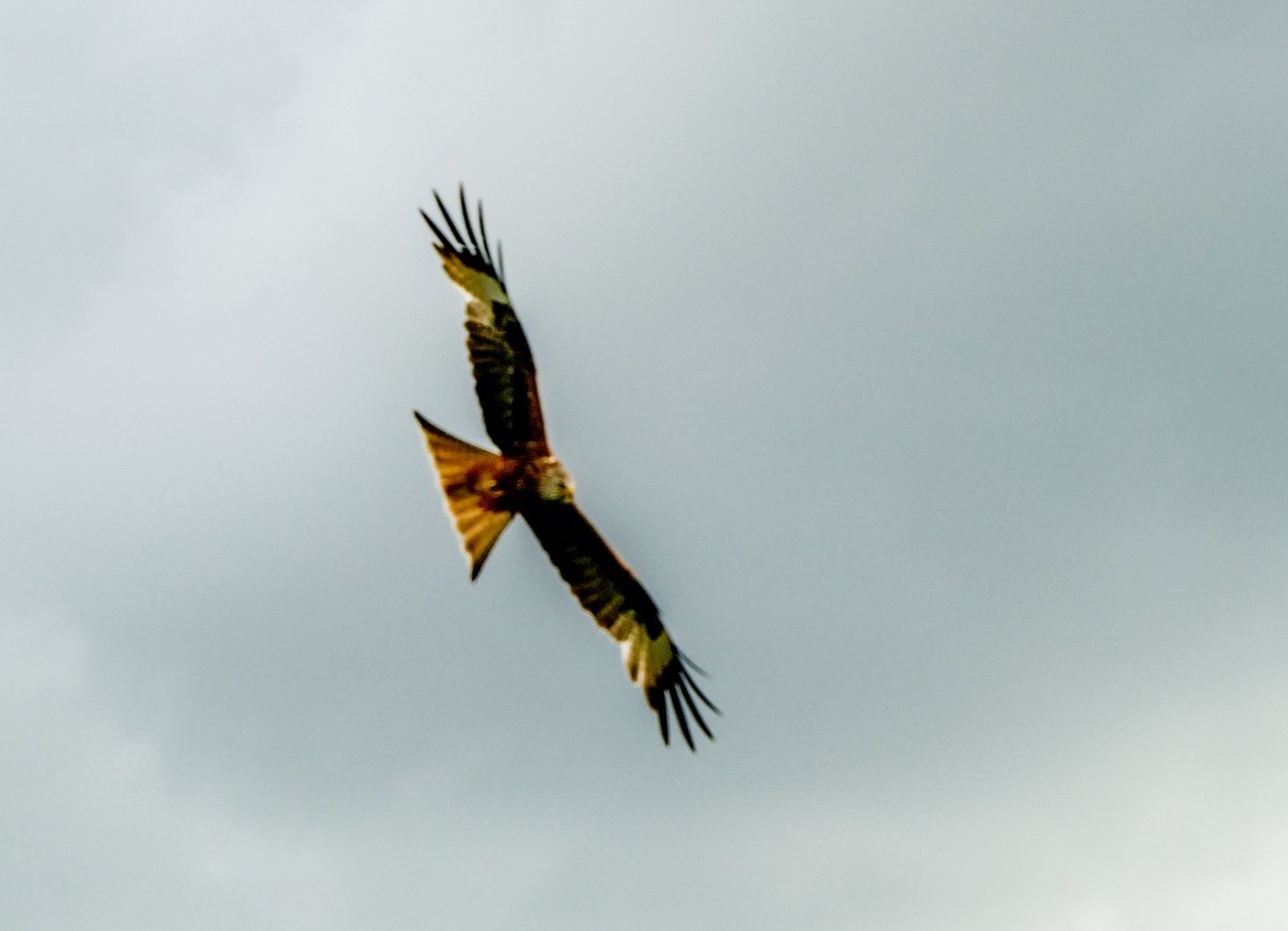 “山雨欲来”，“鹰击长空”