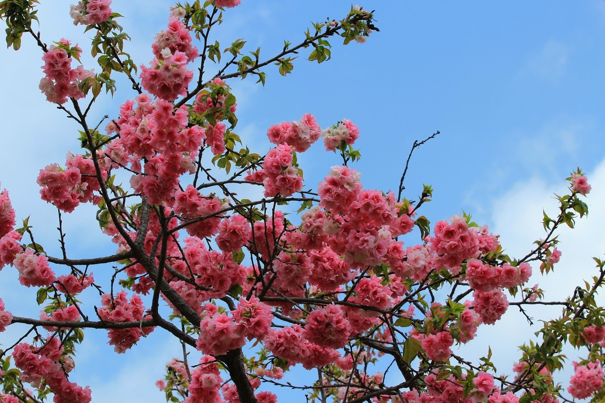 2022年摄影花卉一174