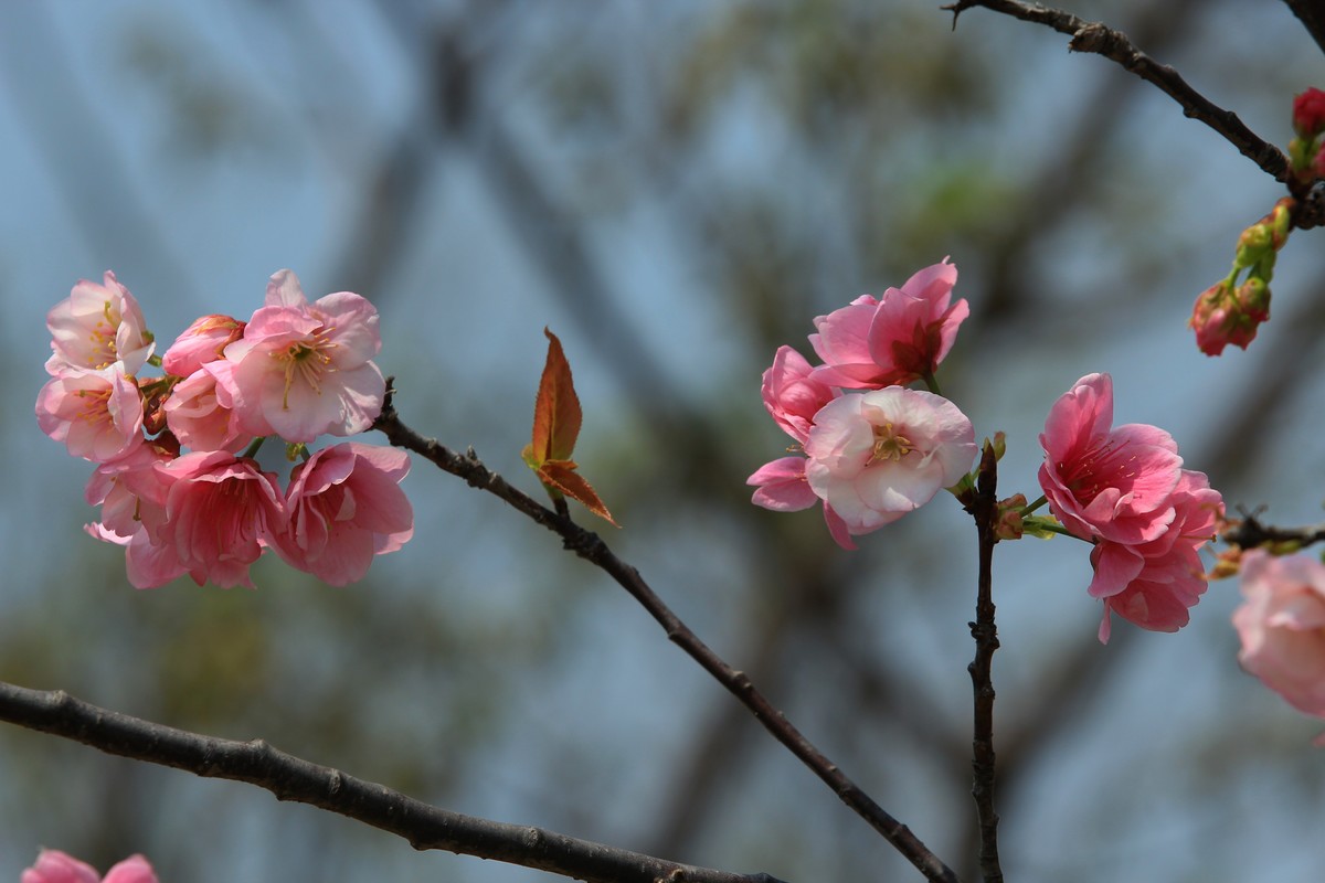 2022年摄影花卉一174