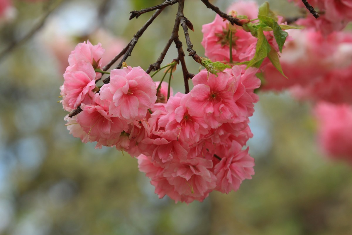 2022年摄影花卉一174