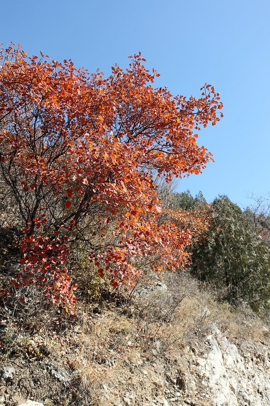 顺义-舞彩浅山红叶风情