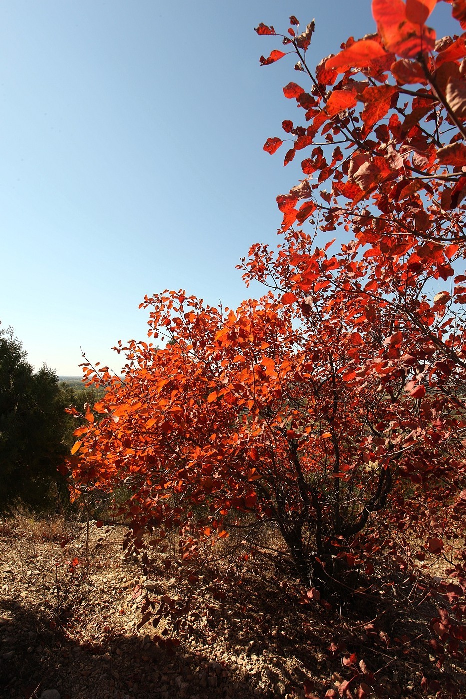 顺义-舞彩浅山红叶风情