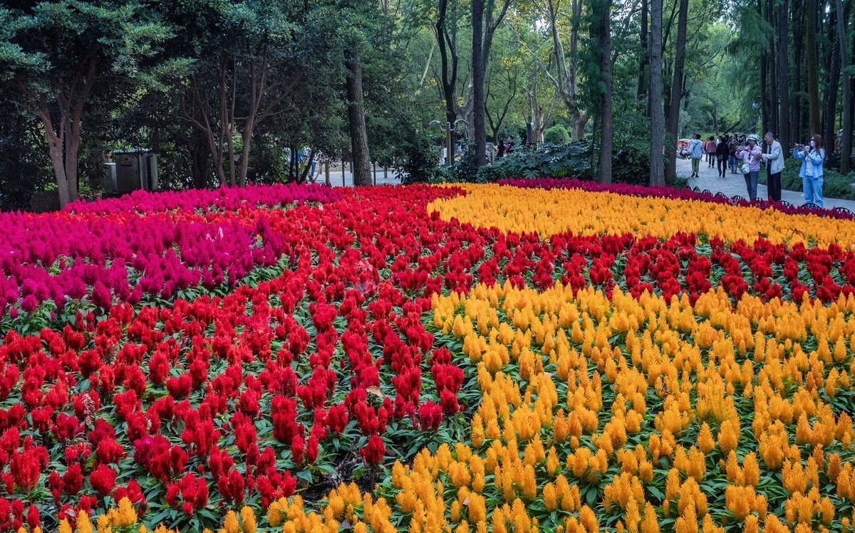 2023共青城菊花展