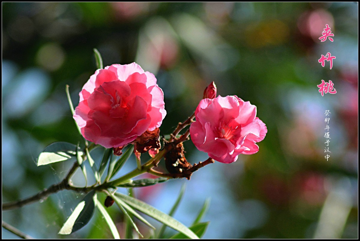 夹竹桃（2023252）