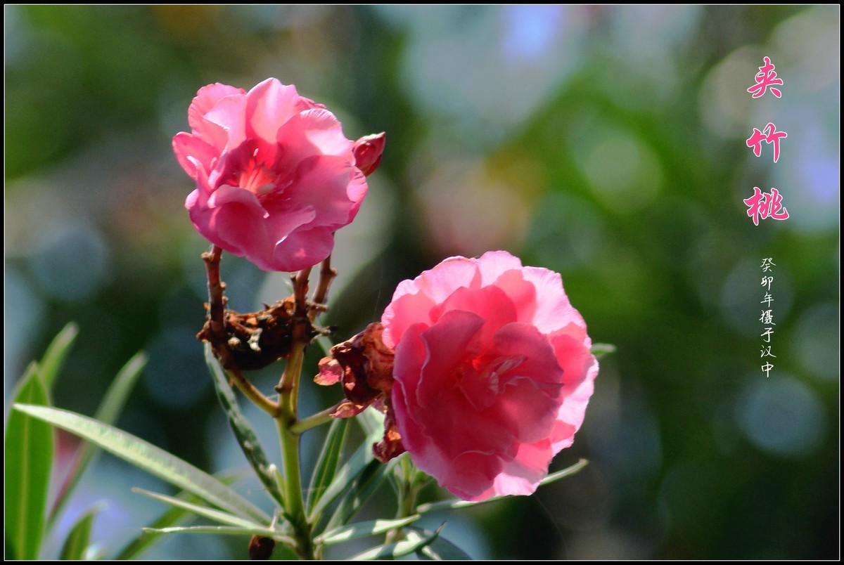 夹竹桃（2023252）