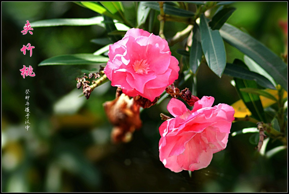 夹竹桃（2023252）