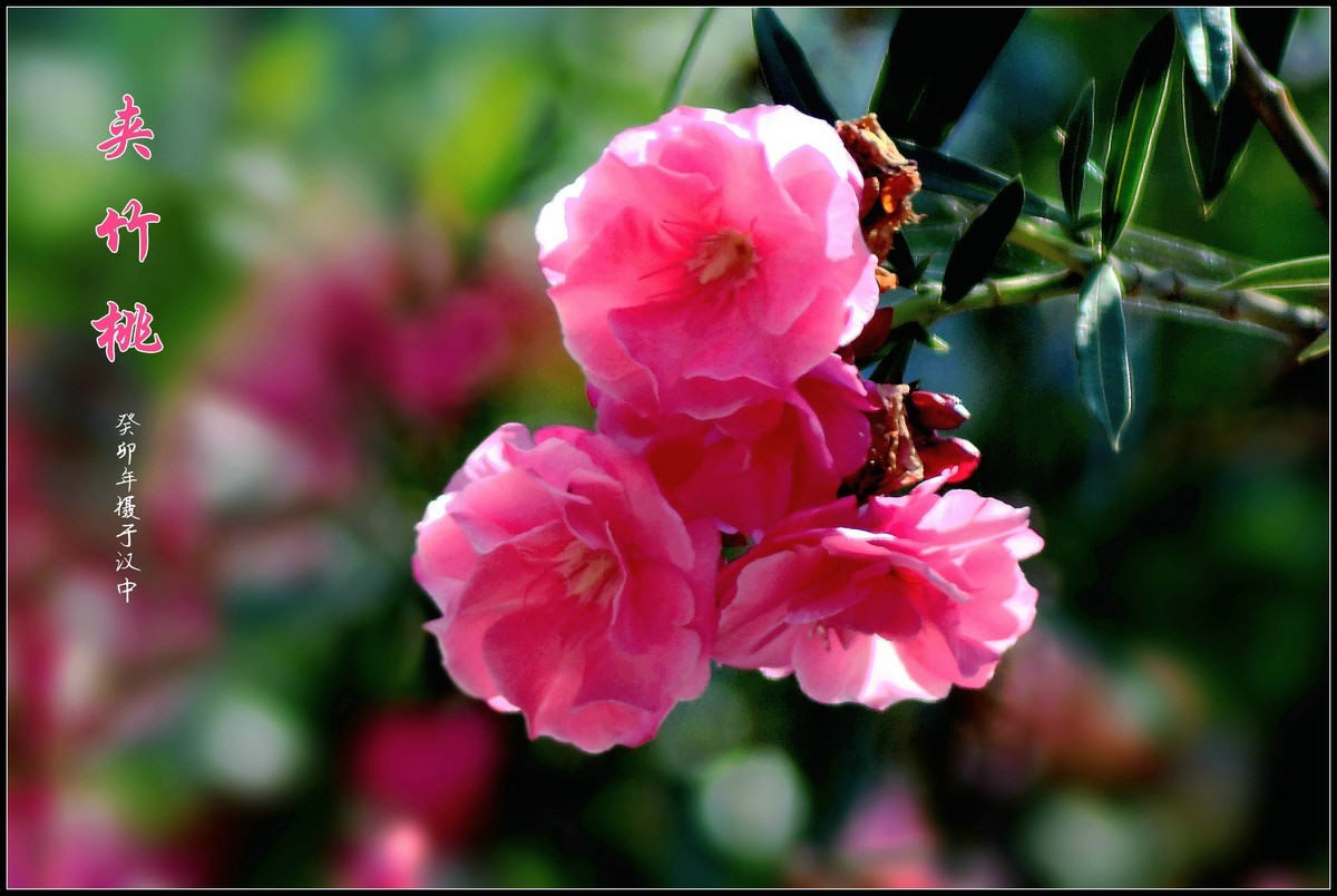 夹竹桃（2023252）