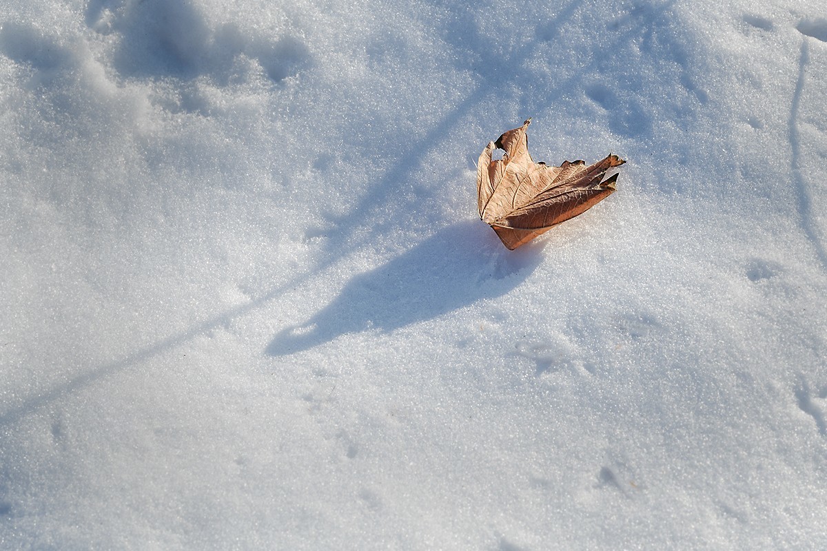 “人精”拍摄的残雪