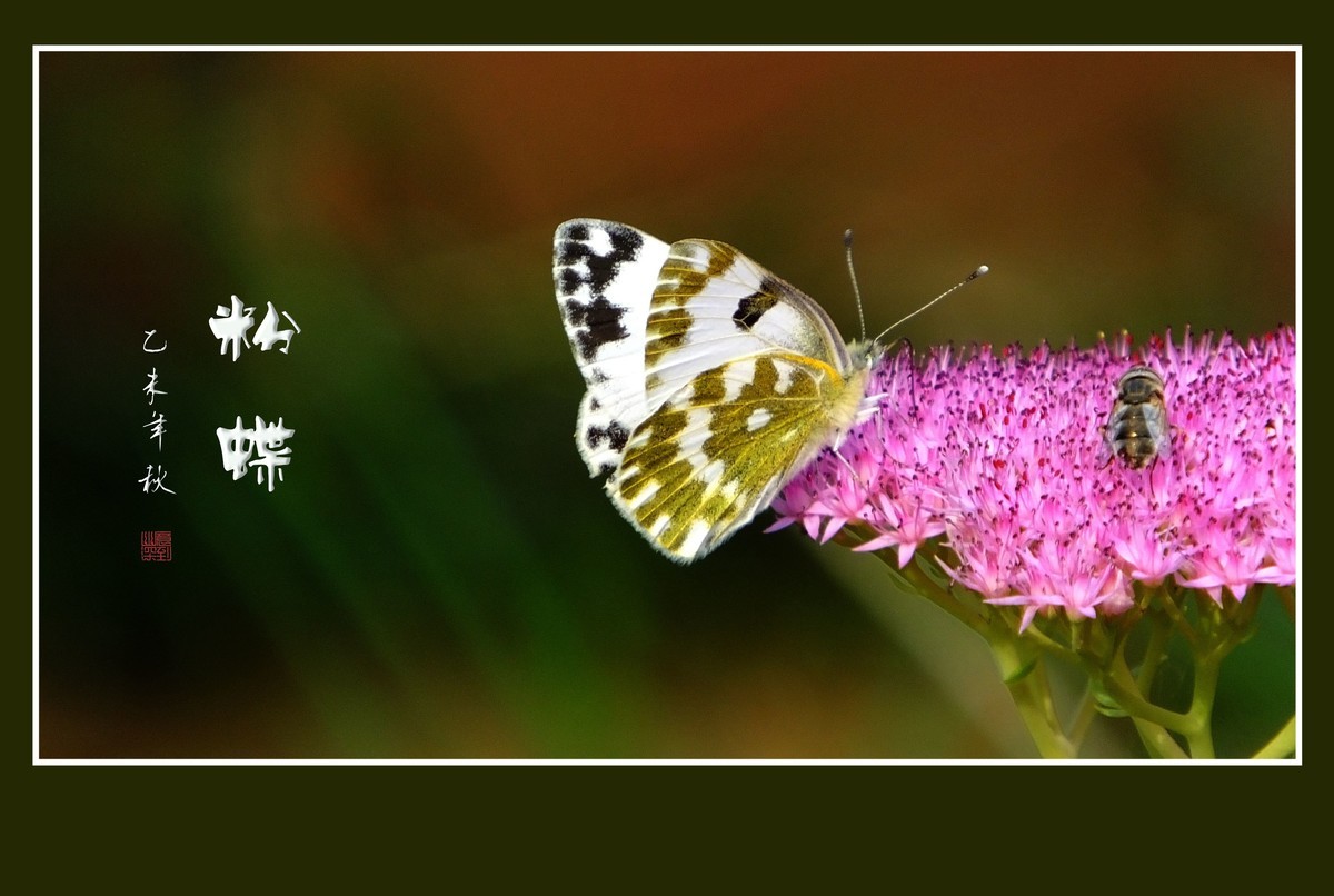 花上飞花的俏蝴蝶