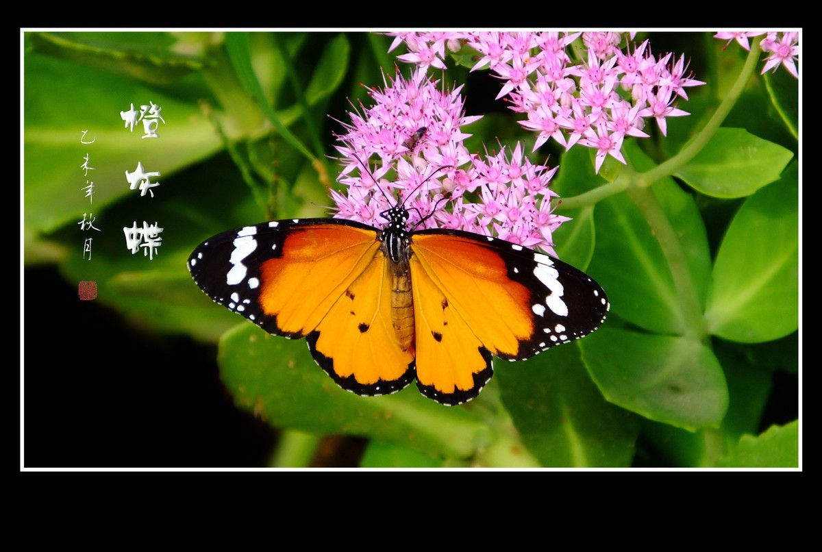 花上飞花的俏蝴蝶