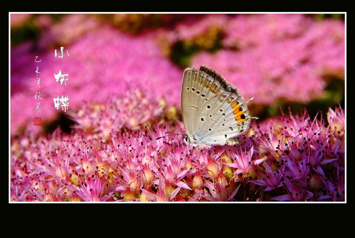 花上飞花的俏蝴蝶
