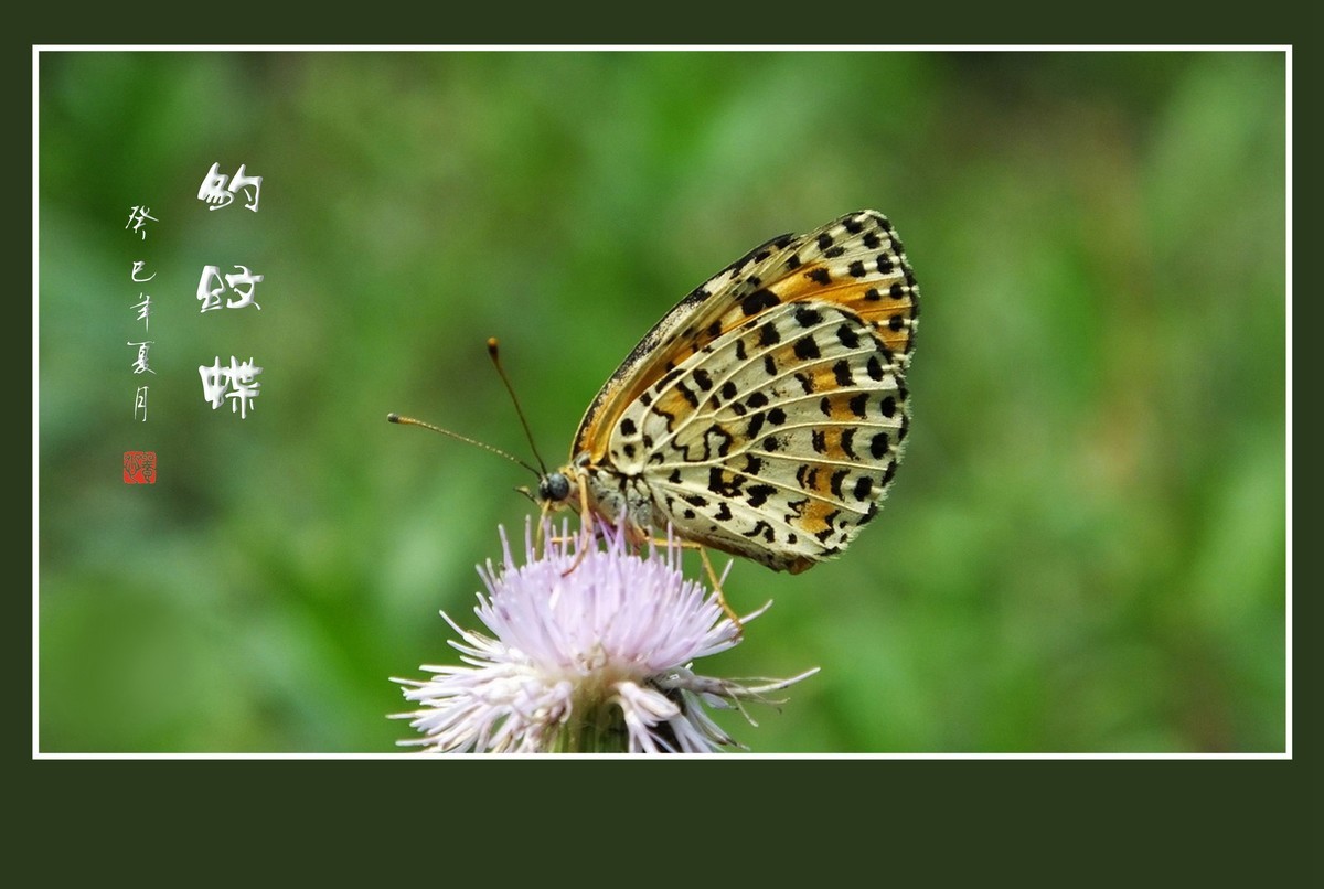 花上飞花的俏蝴蝶