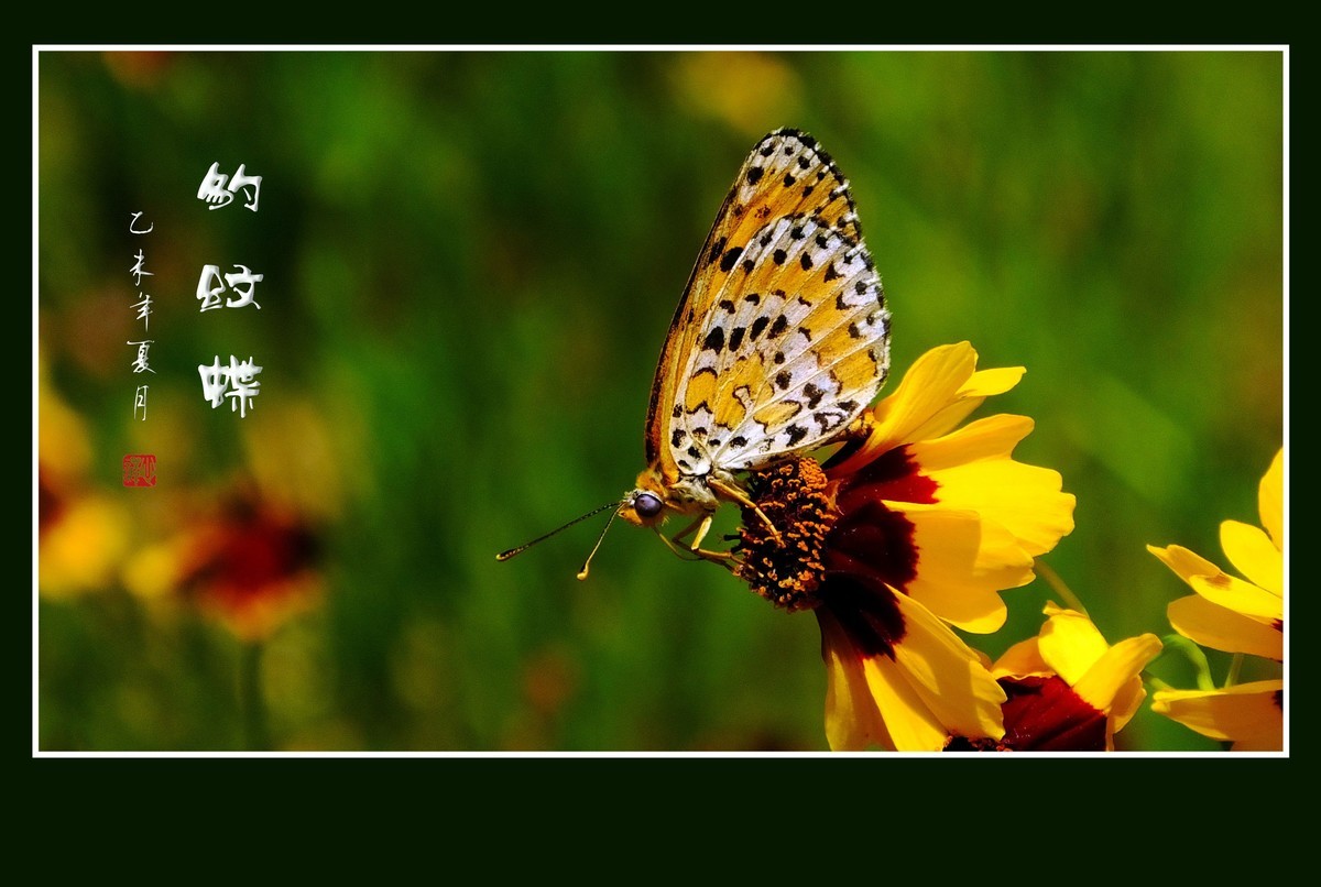 花上飞花的俏蝴蝶