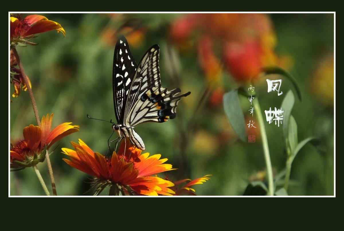 花上飞花的俏蝴蝶