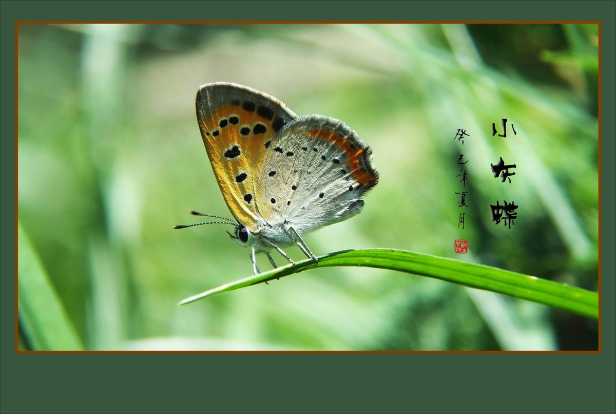 花上飞花的俏蝴蝶