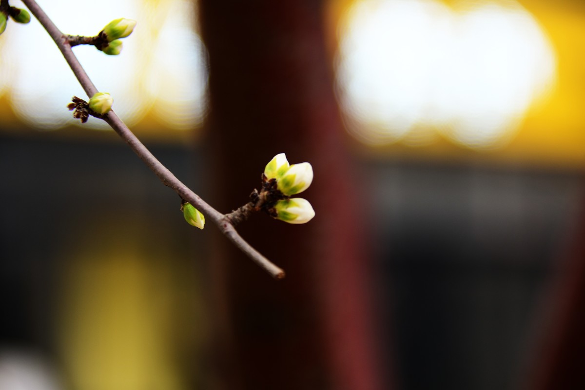 滨城桃花朵朵开