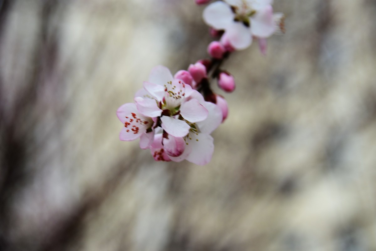 滨城桃花朵朵开