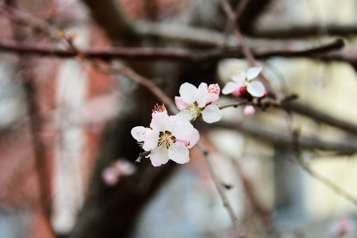 滨城桃花朵朵开