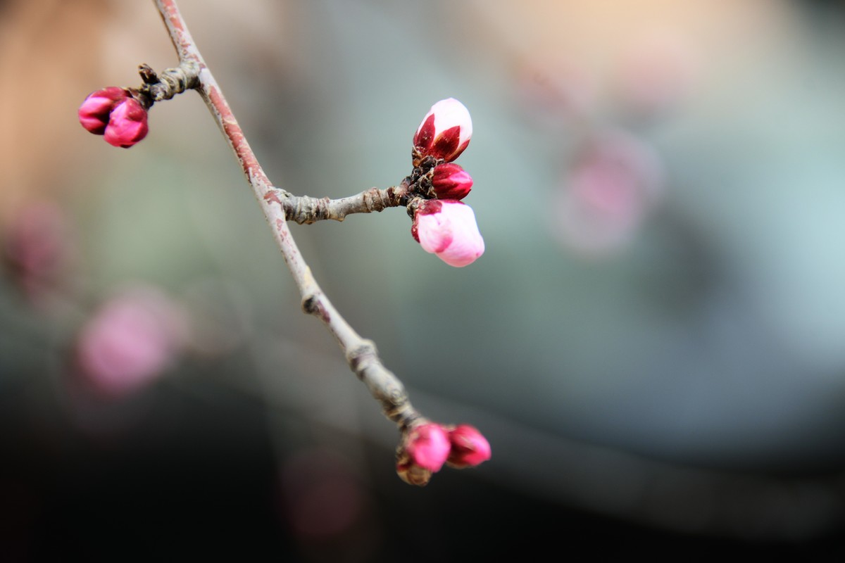 滨城桃花朵朵开