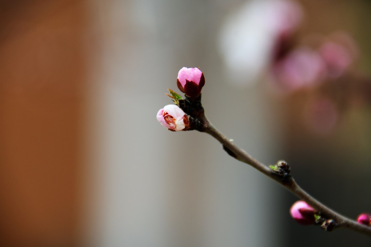 滨城桃花朵朵开
