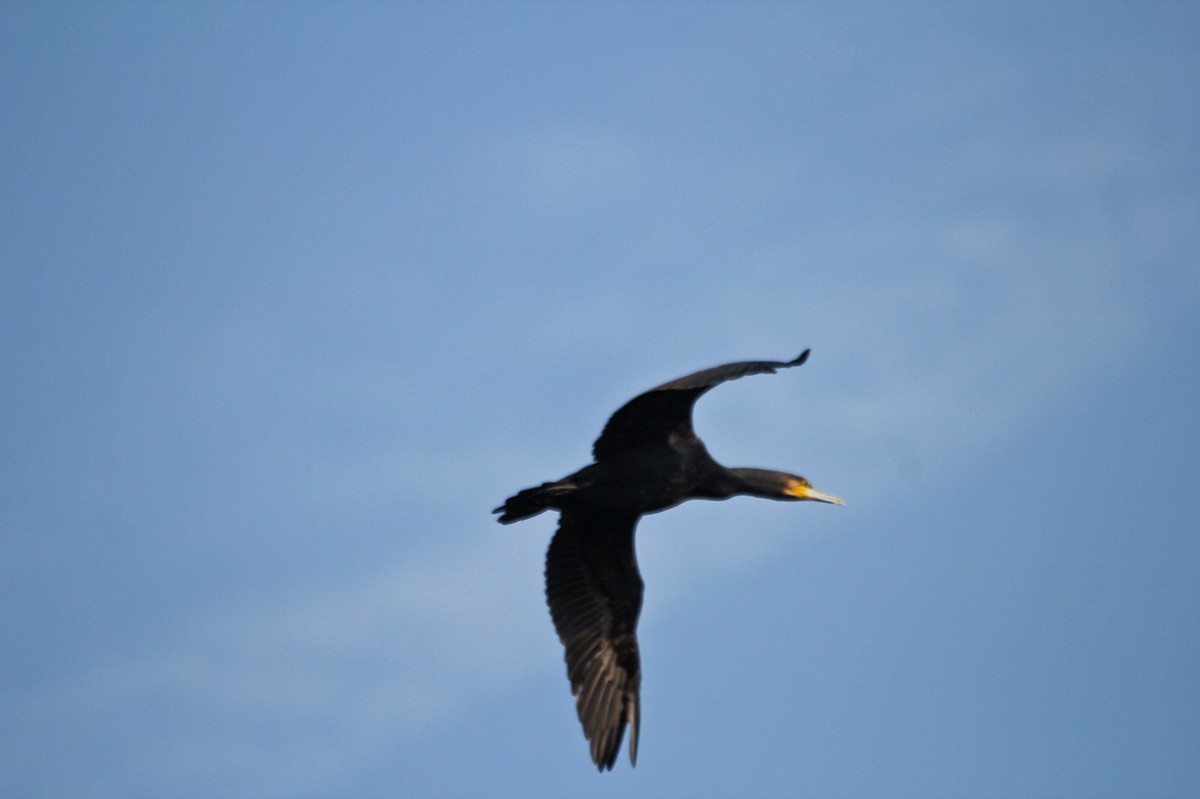 抓拍——明湖鱼鹰（鸬鹚）