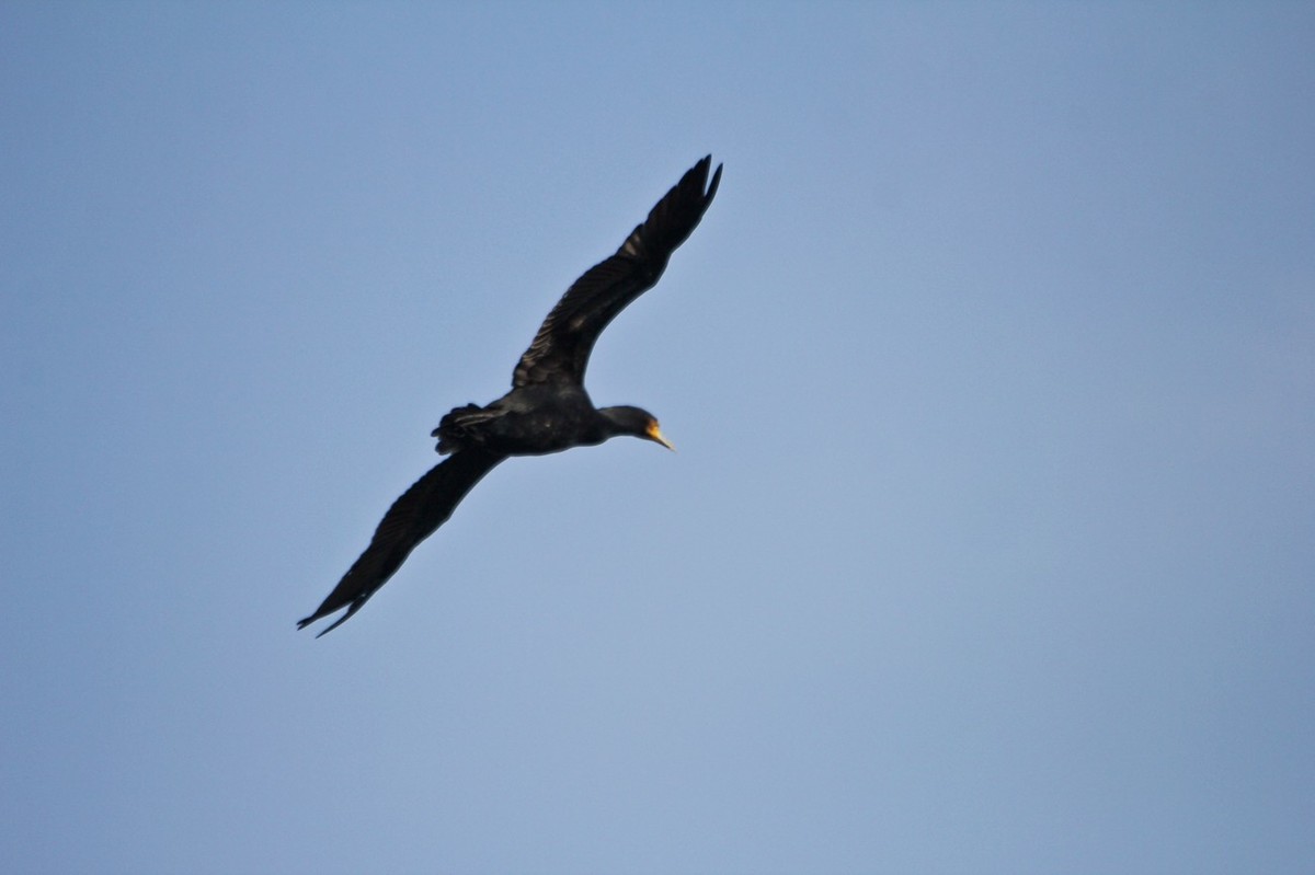 抓拍——明湖鱼鹰（鸬鹚）