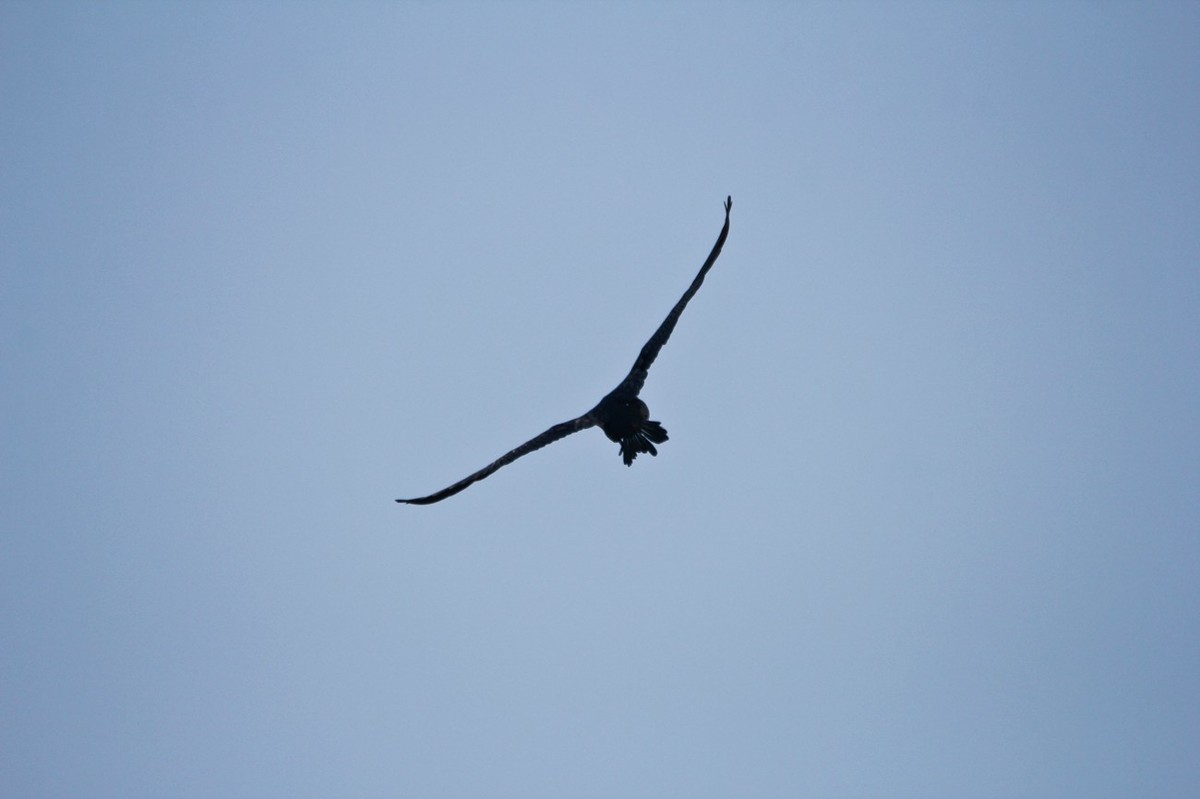 抓拍——明湖鱼鹰（鸬鹚）