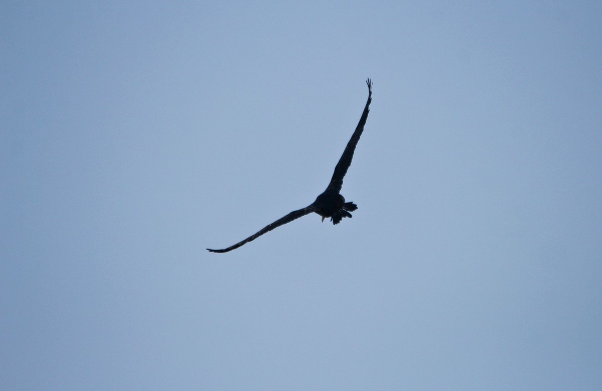 抓拍——明湖鱼鹰（鸬鹚）