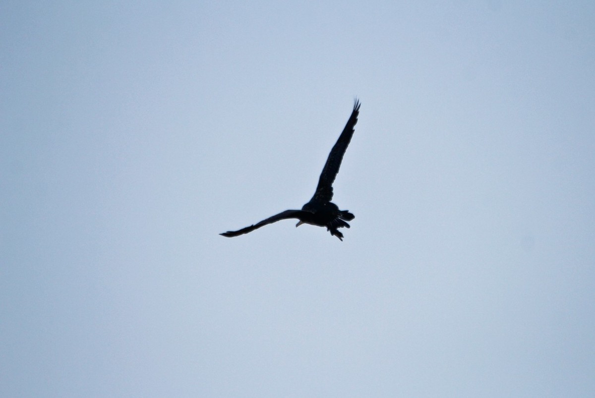 抓拍——明湖鱼鹰（鸬鹚）