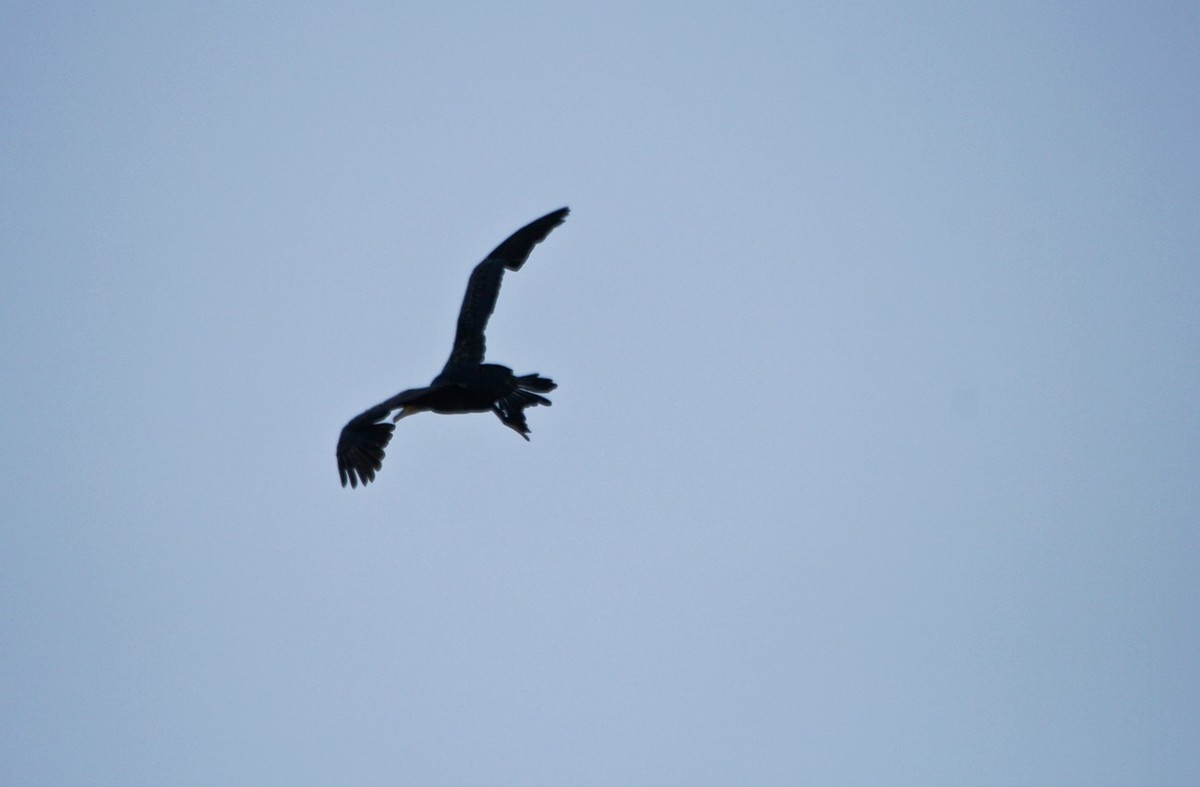 抓拍——明湖鱼鹰（鸬鹚）