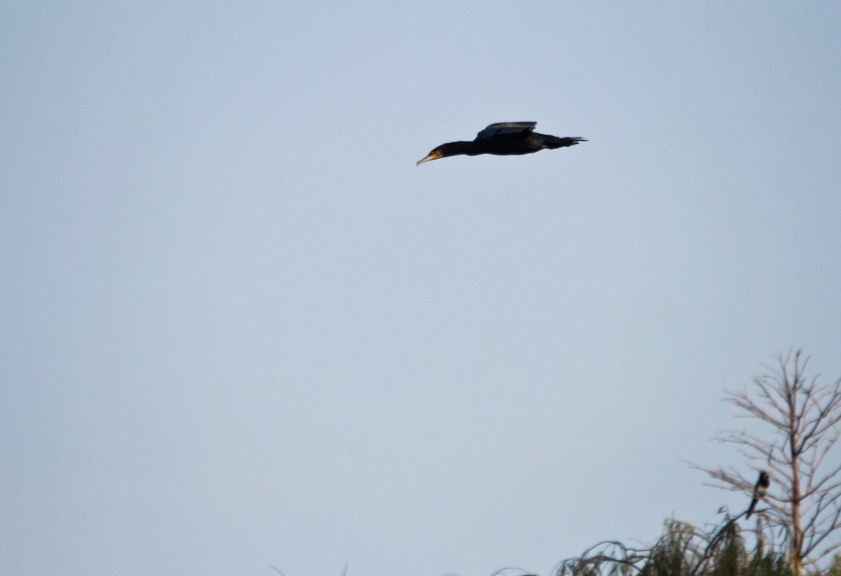 抓拍——明湖鱼鹰（鸬鹚）
