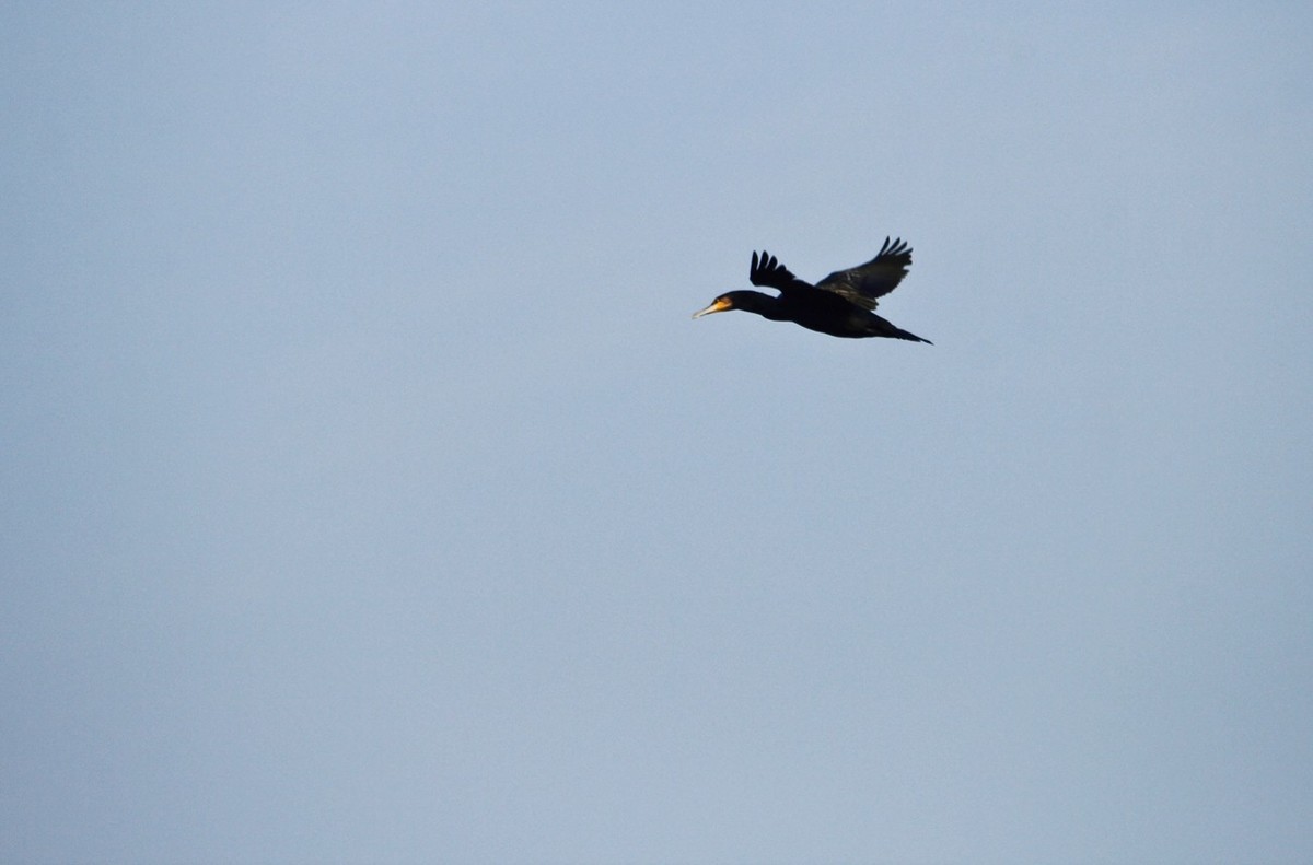 抓拍——明湖鱼鹰（鸬鹚）