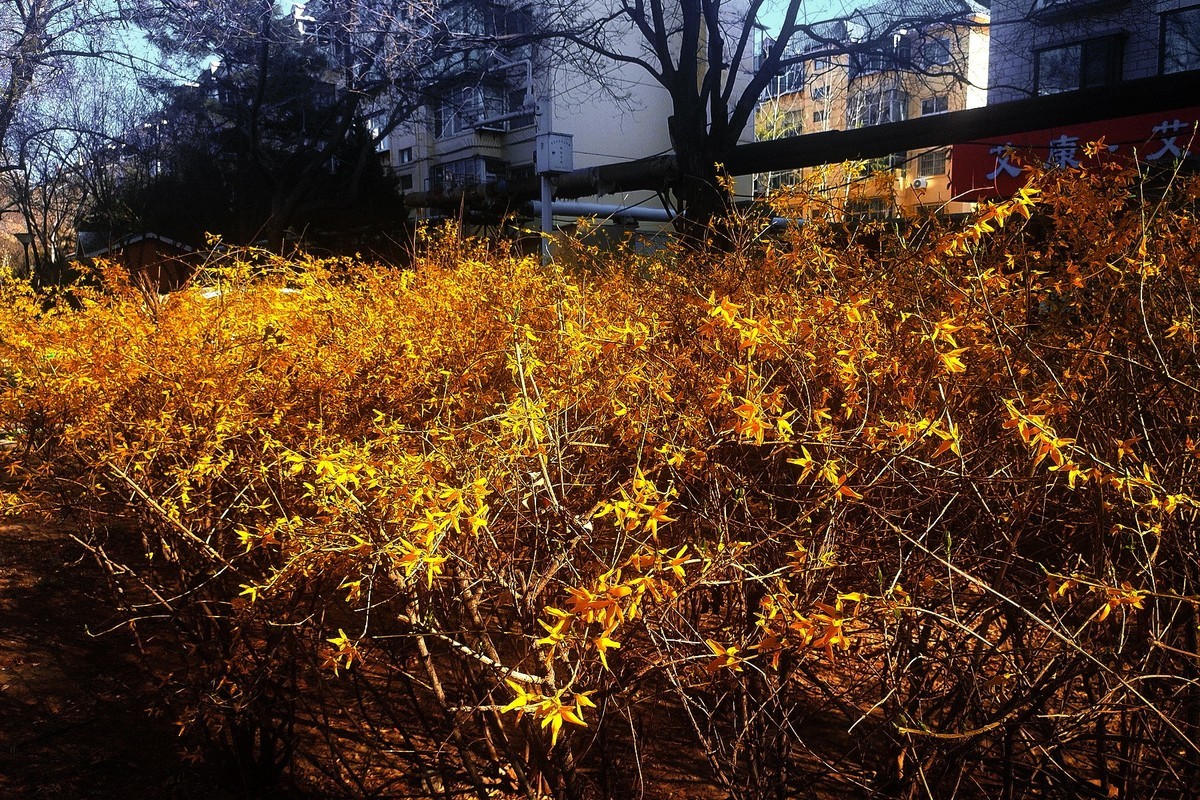 初春·街心公园2