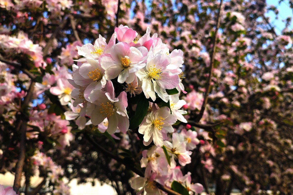 初春·街心公园2