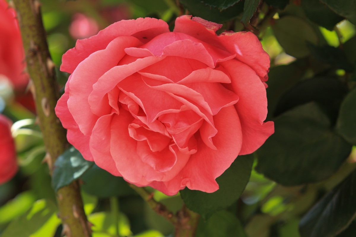 拍摄花卉一（579）