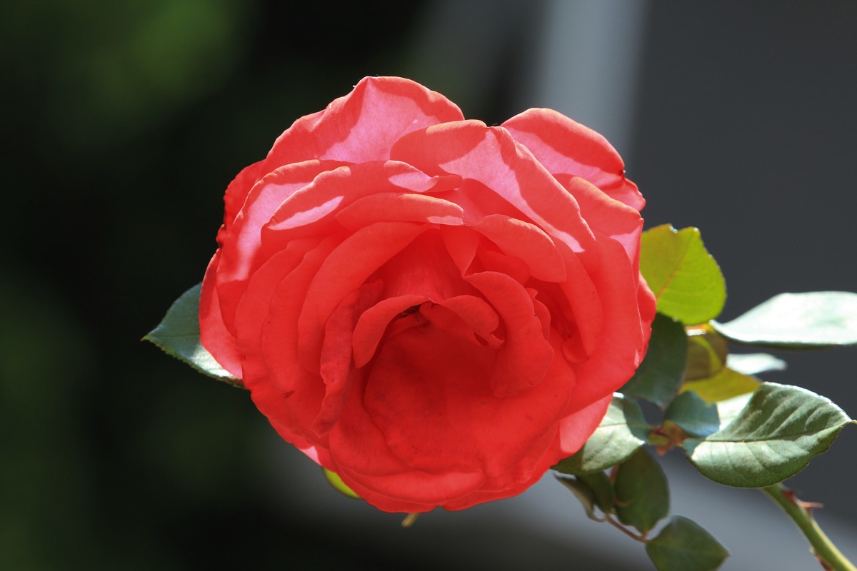 拍摄花卉一（579）