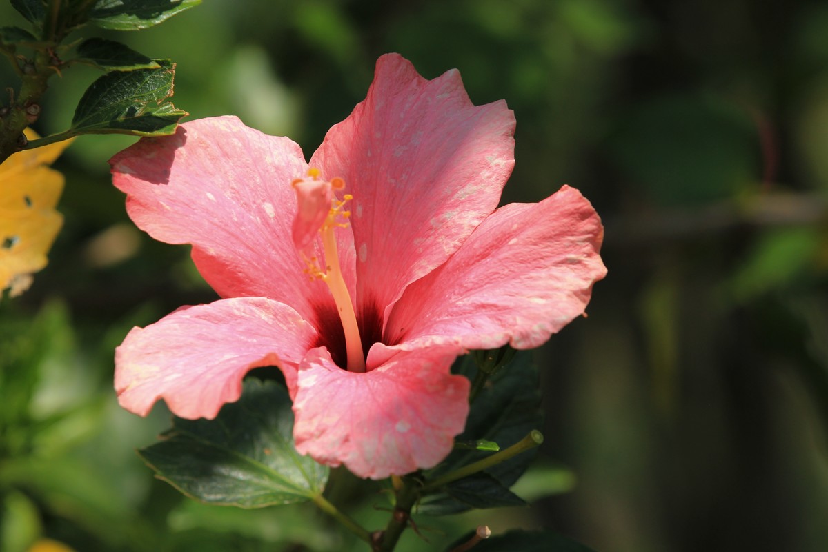 拍摄花卉一（579）